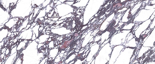 Calacatta Viola - Naturale